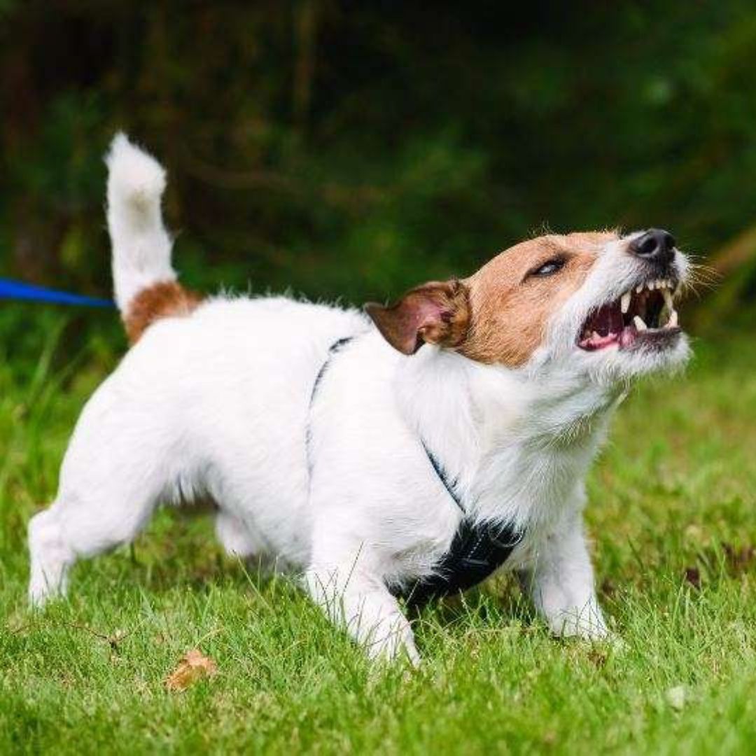 Beißvorfälle bei Hunden: Verantwortung, Haftung und Prävention im Fokus