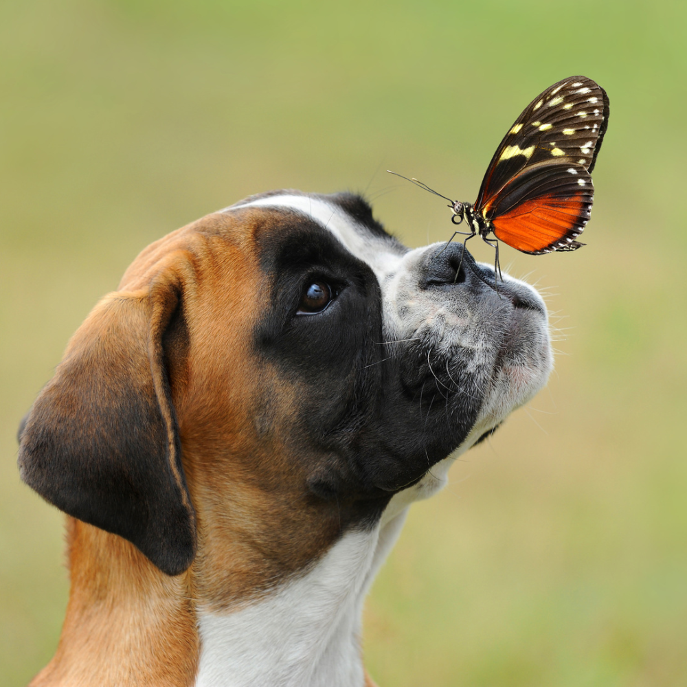 🧘♂️ Ruhe bewahren – Wie TJURE Relax Liquid deinem Hund bei Stress ...