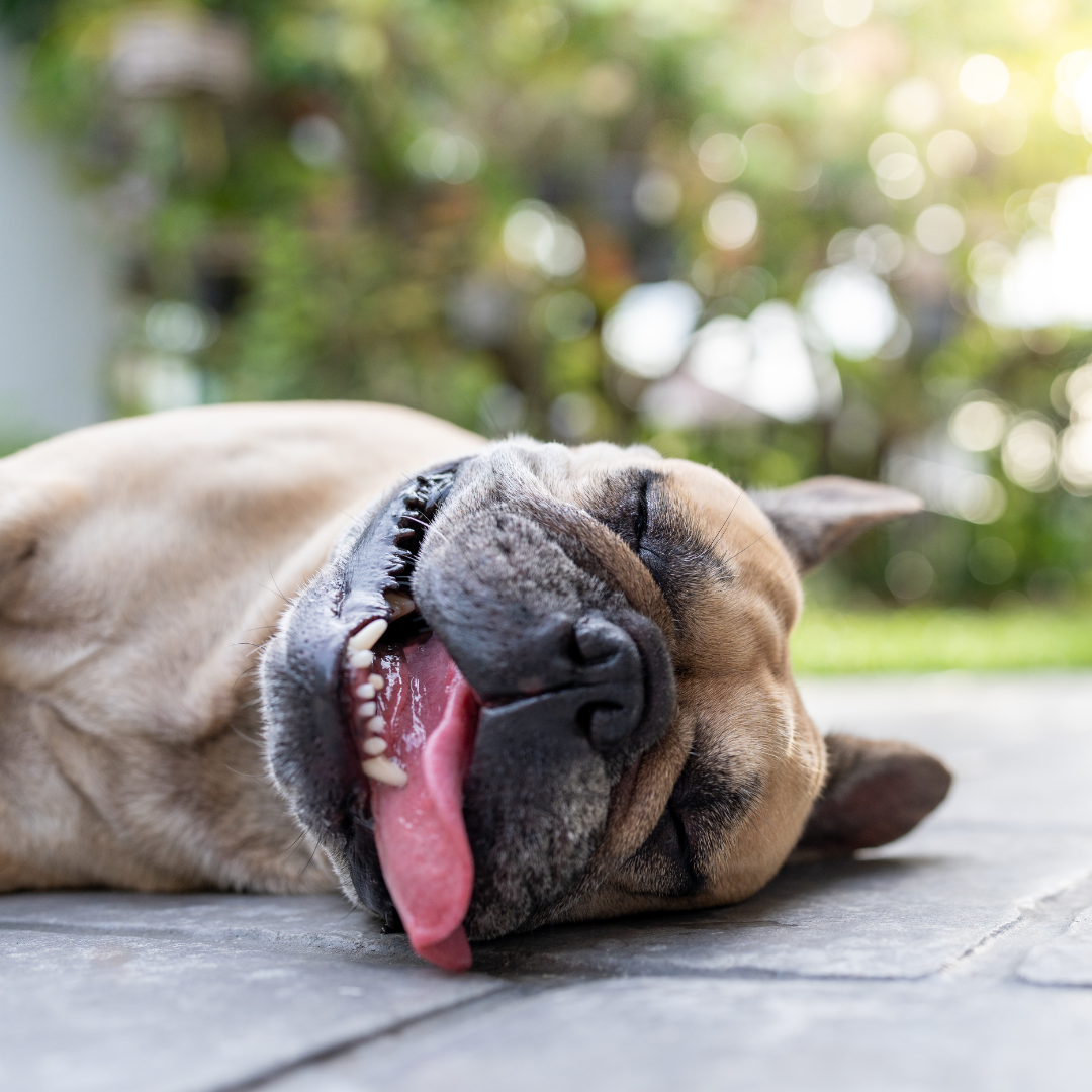Hitzschlag und Überhitzung bei Hunden: Erkennen, Erste Hilfe und Prävention
