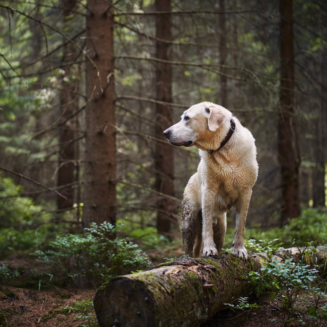 Frühling ohne Parasiten beim Hund – Effektive Strategien mit ZEC Prevent