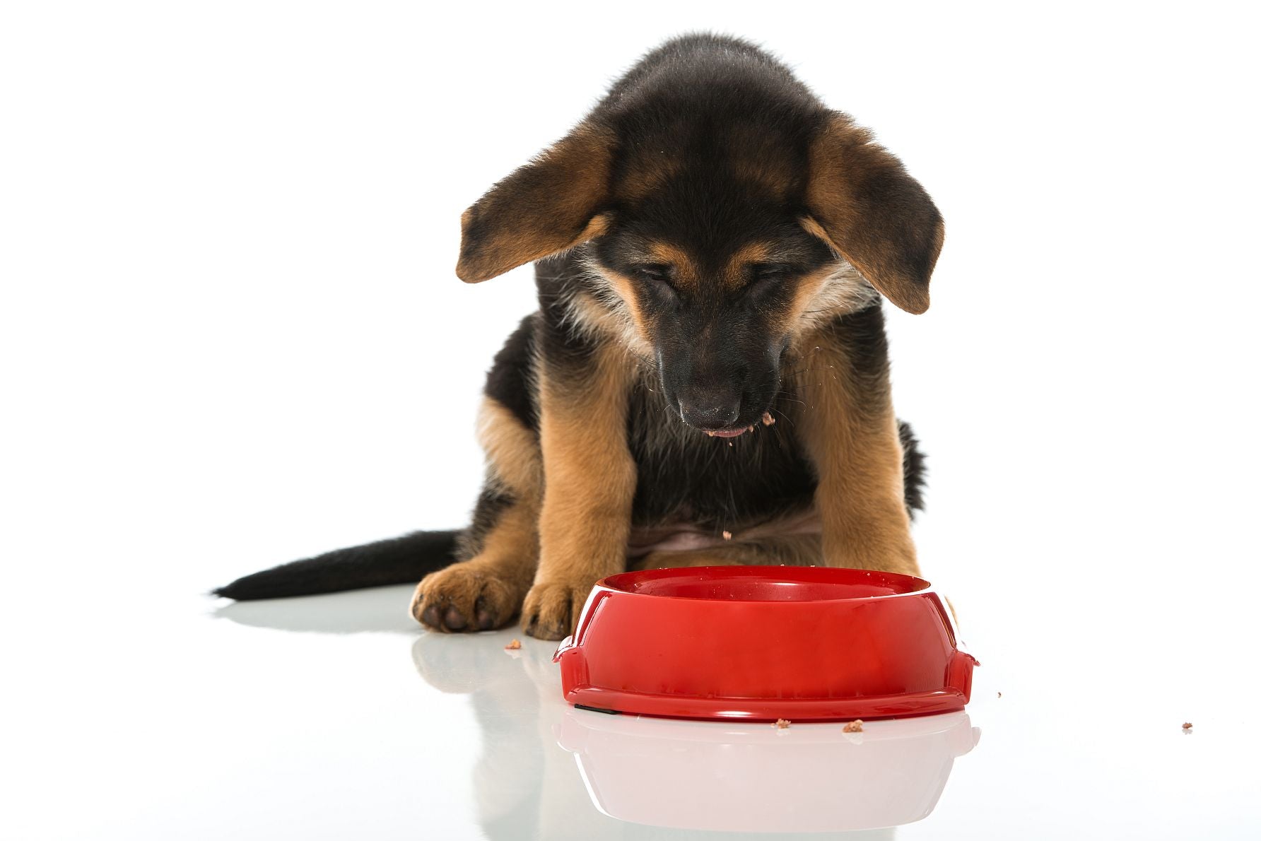 10 Anzeichen allergischer Reaktionen Deines Hundes auf Nahrung