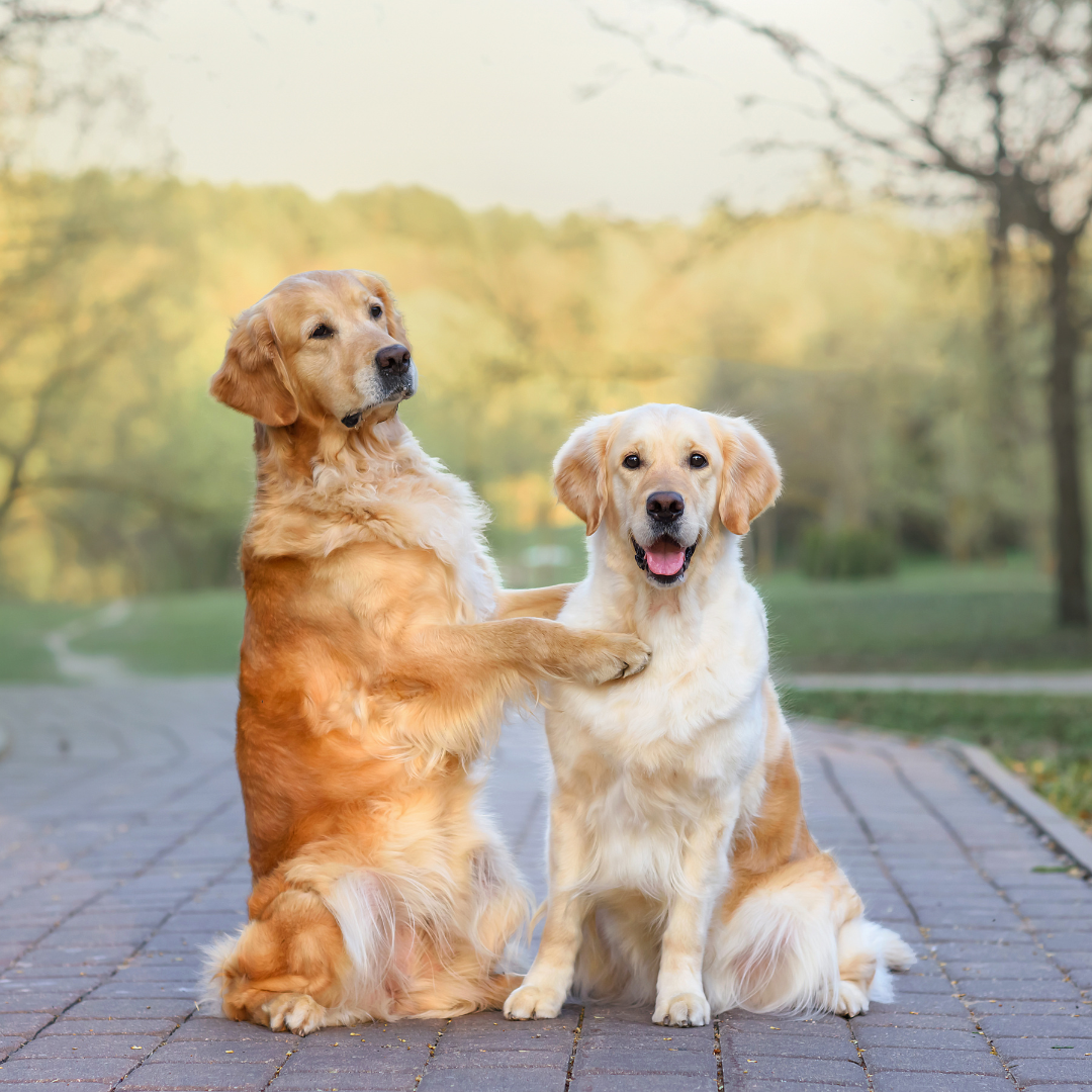 Haut und Fell beim Hund – Ursachen, Pflege und natürliche Unterstützung