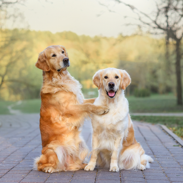 Piel y pelaje del perro: causas, cuidados y apoyo natural