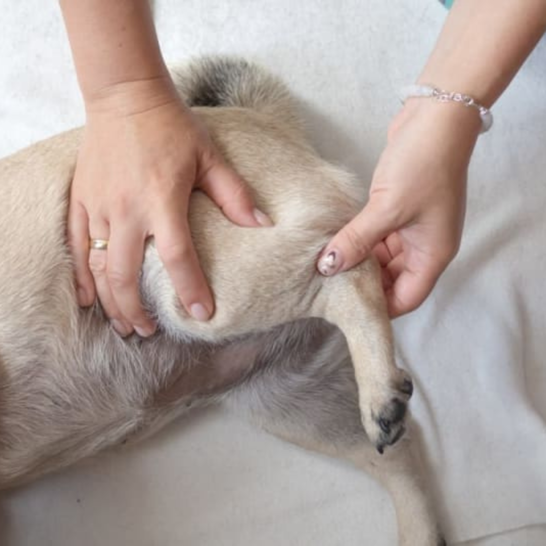 Erkrankungen des Bewegungsapparates beim Hund