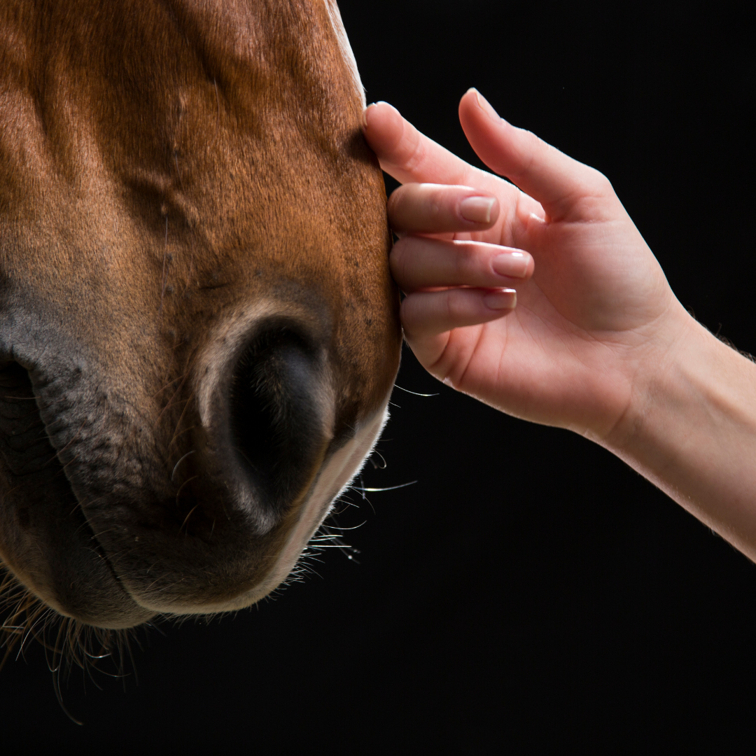 Atemwegserkrankungen beim Pferd – Ursachen, Symptome & Behandlung