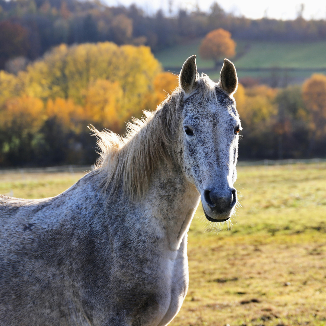 Der Herbst kommt und dein Pferd weiß es längst