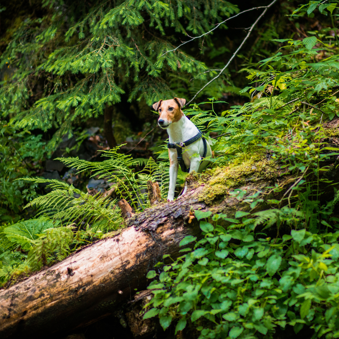 Zecken beim Hund – erkennen, richtig handeln & effektiv vorbeugen