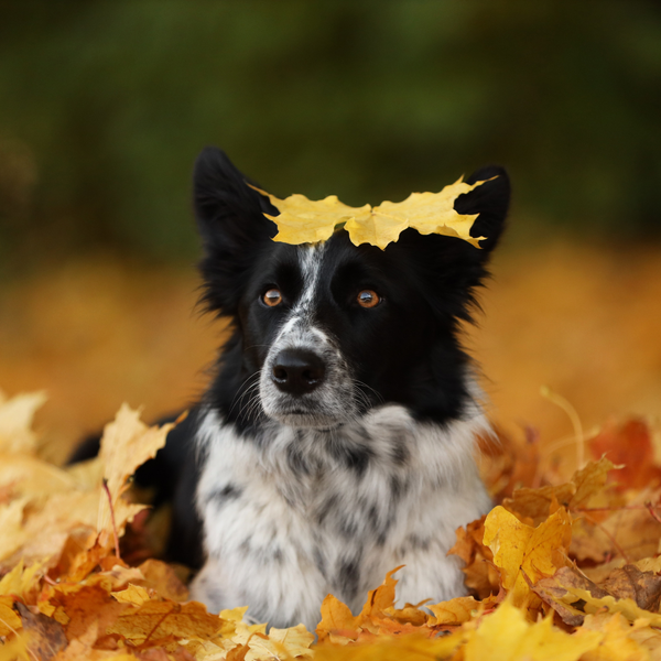 El perro en otoño: los consejos más importantes para la nueva estación