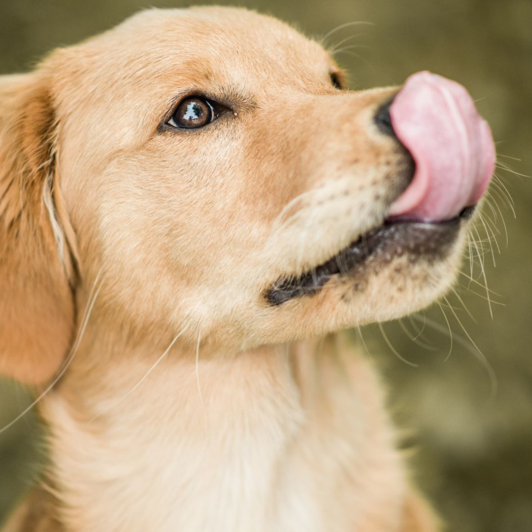 Magen-Darm-Probleme beim Hund: Symptome wie Sodbrennen, Schmatzen & morgendliches Erbrechen richtig erkennen