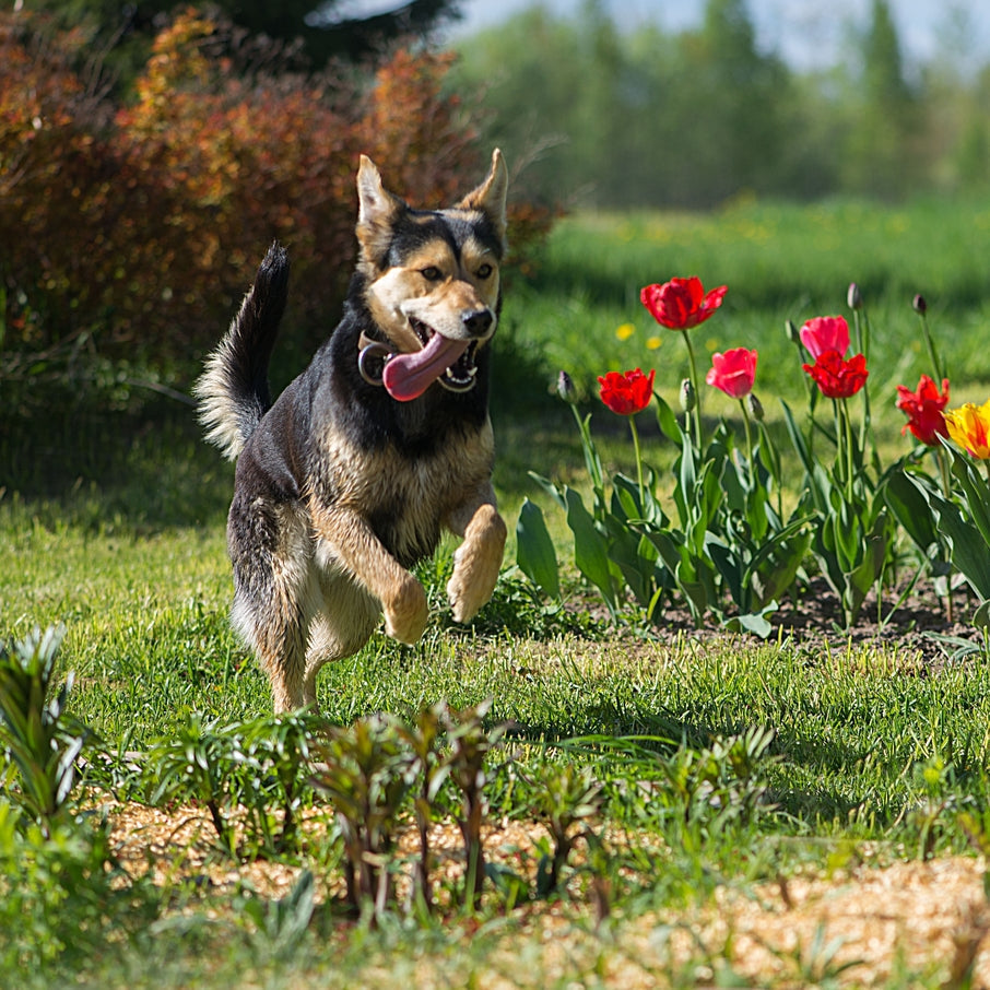 Aktiver Frühling: Wie ein Smoothie deinem Hund Energie liefern kann