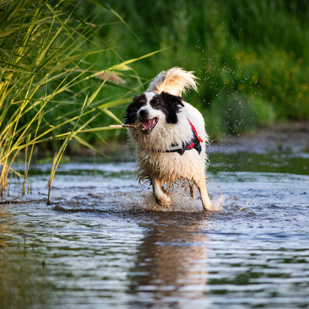 Gelenke beim Hund unterstützen im Sommer mit TJURE