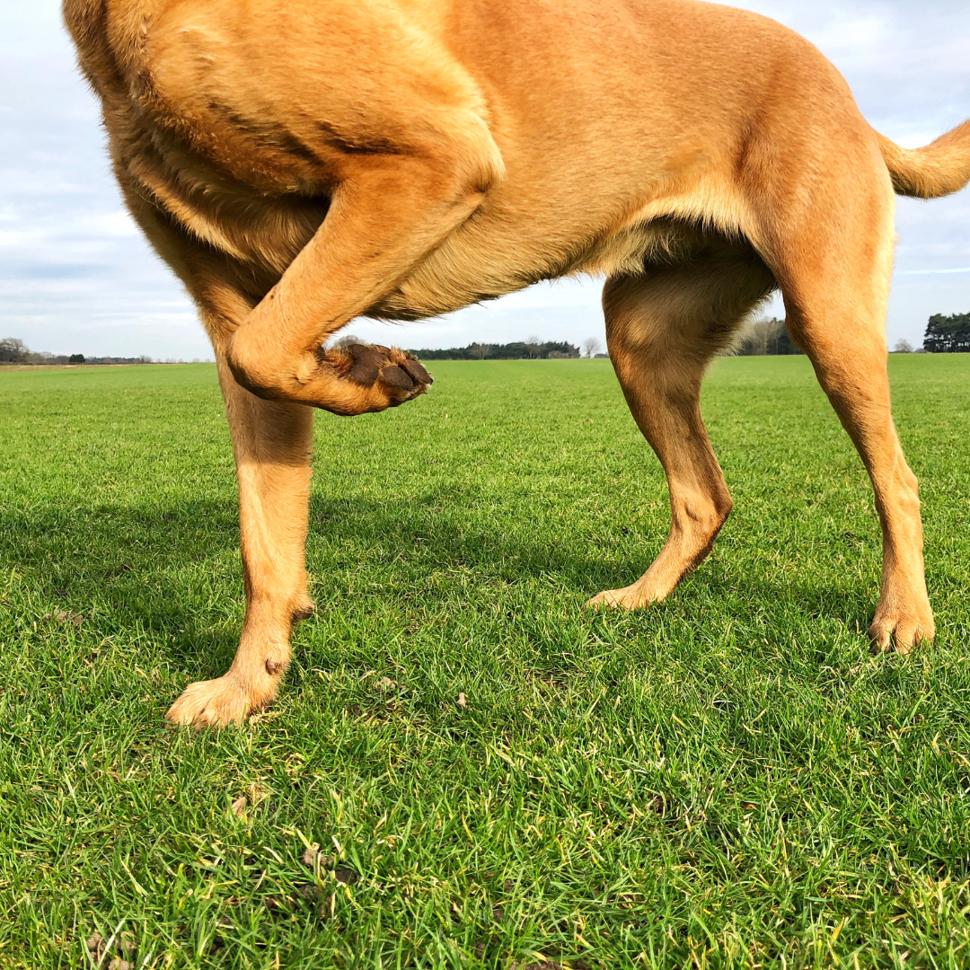 Hinken beim Hund: Ursachen erkennen, früh handeln und richtig helfen