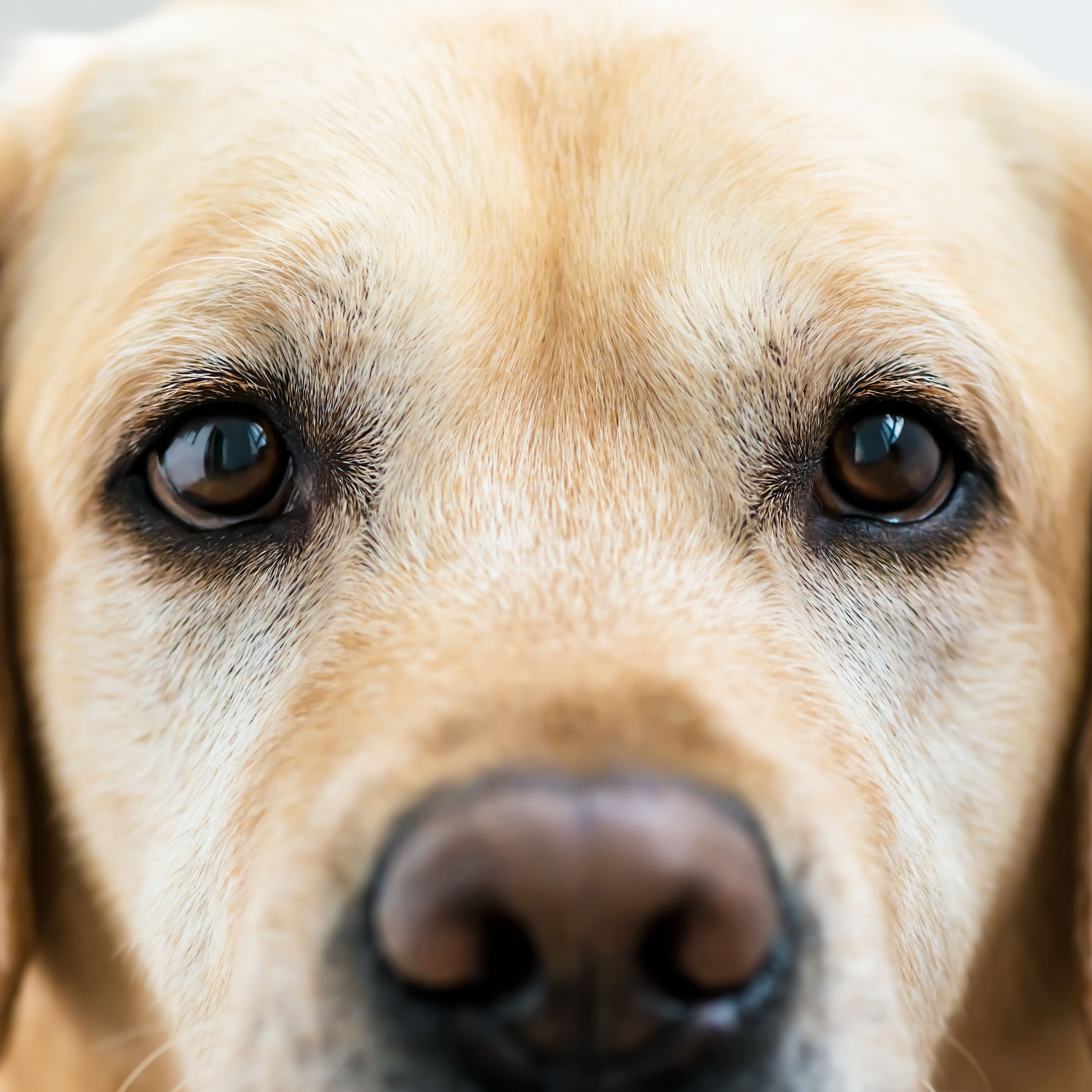 Bindehautentzündung beim Hund: Ursachen, Symptome und wie du helfen kannst