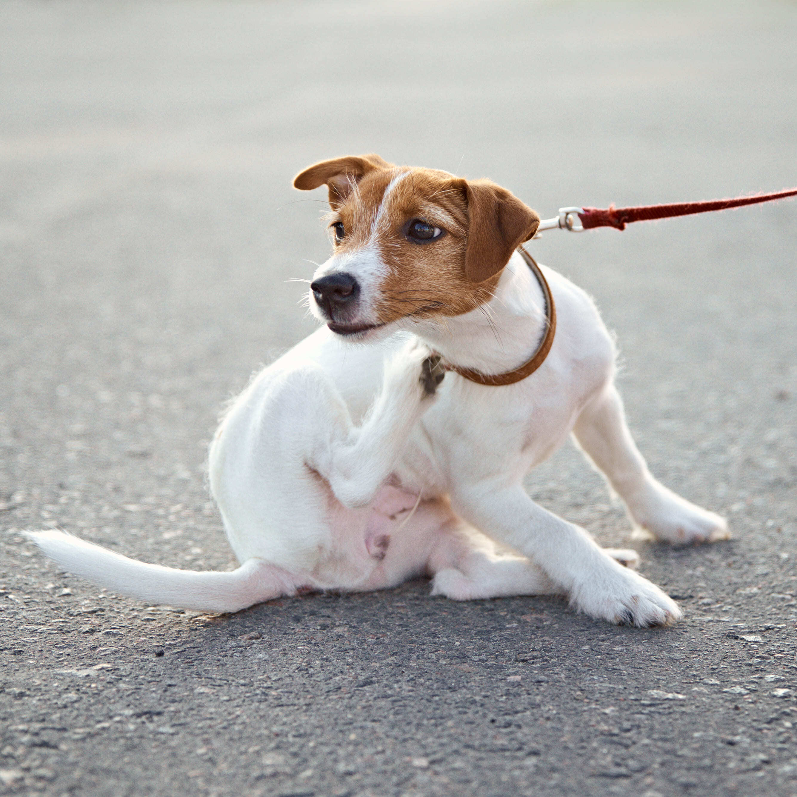 Dermatitis beim Hund: Ursachen, Symptome und wie du helfen kannst