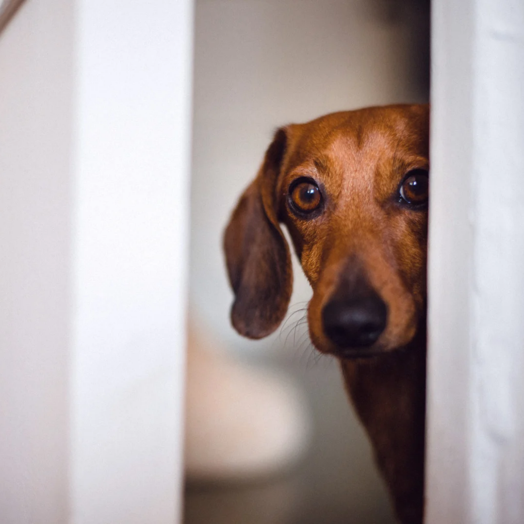 Silvester mit Hund: Warum du schon im Oktober mit der Vorbereitung beginnen solltest