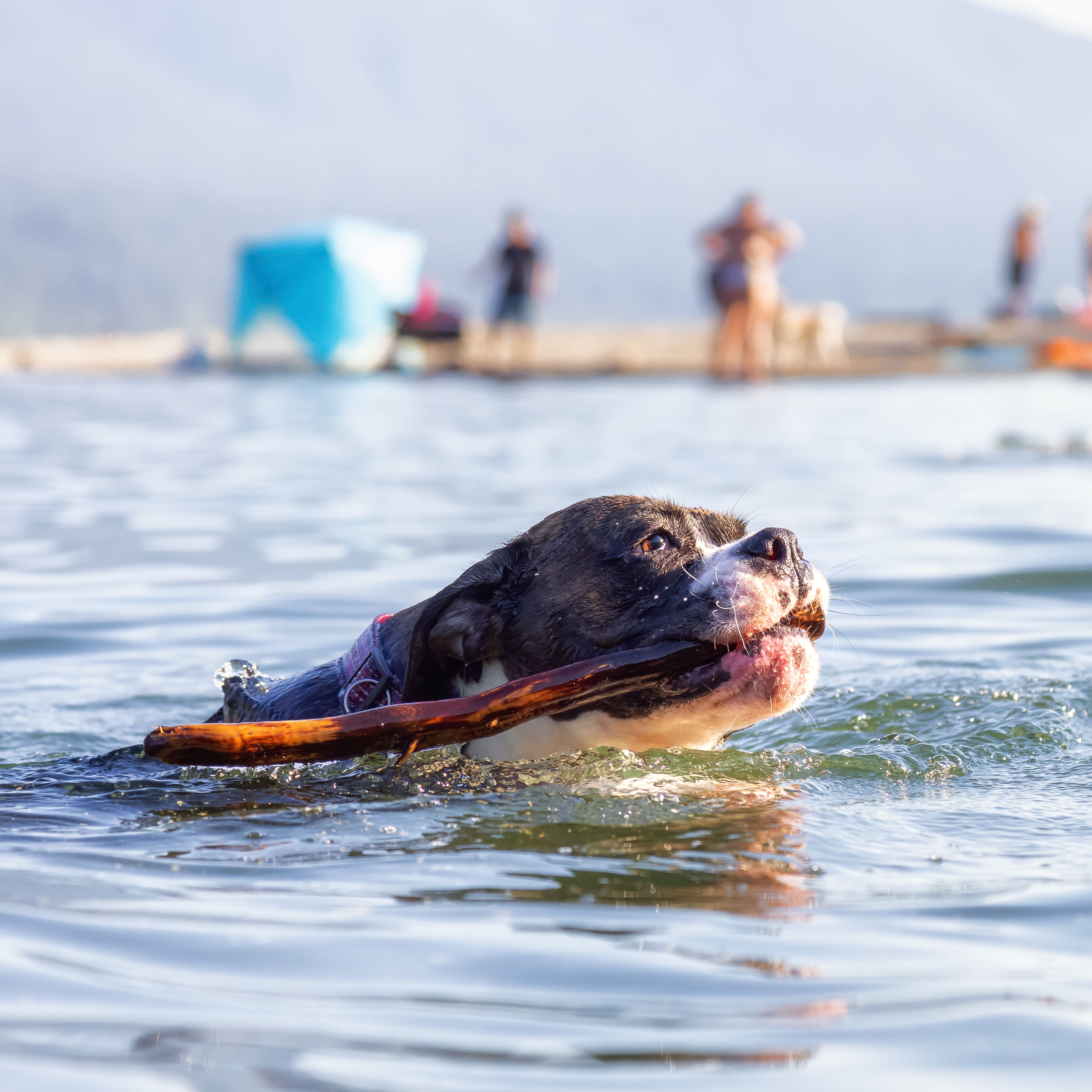 Sommeraktivitäten trotz Gelenkprobleme beim Hund