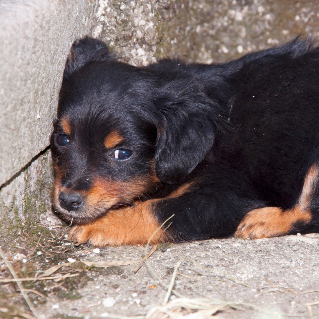 Kann mein Hund Entspannung lernen? Warum Ruhe nicht erst beginnt, wenn Stress entsteht
