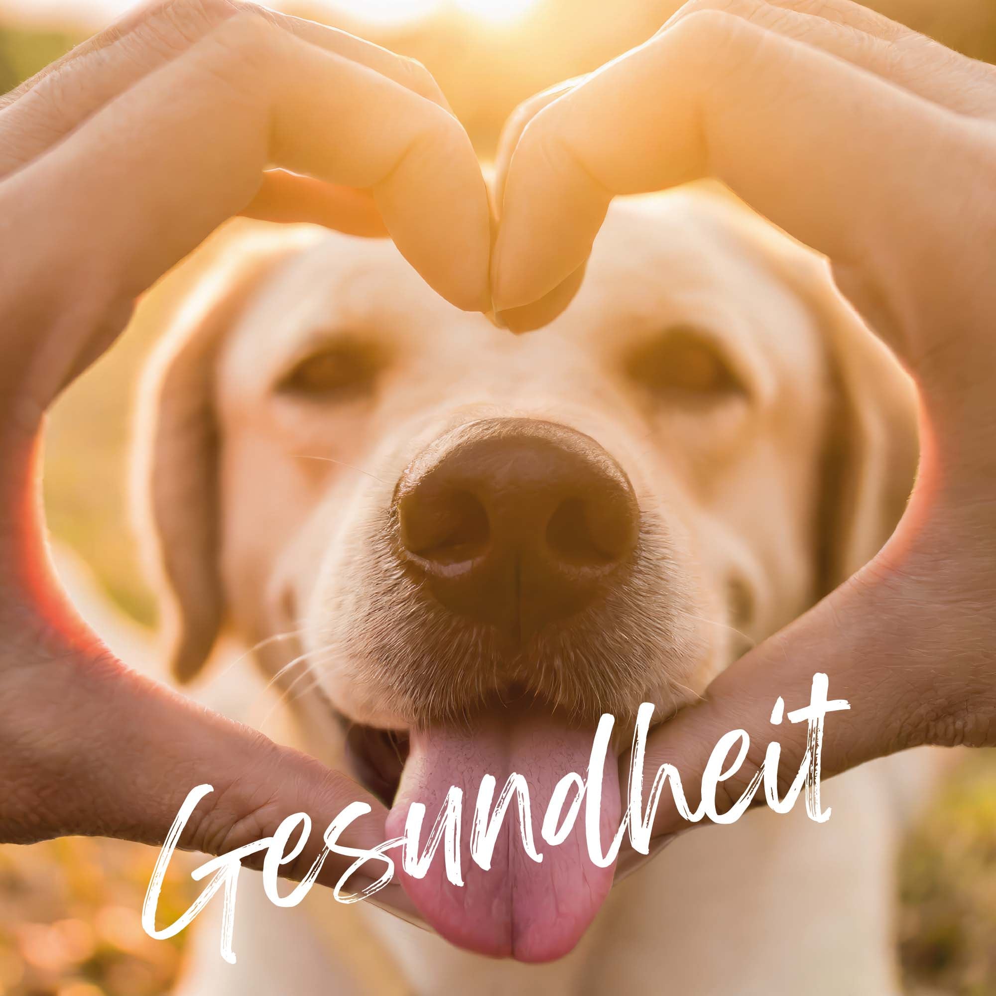 Sodbrennen beim Hund: Ursachen, Symptome und was du wirklich tun kannst