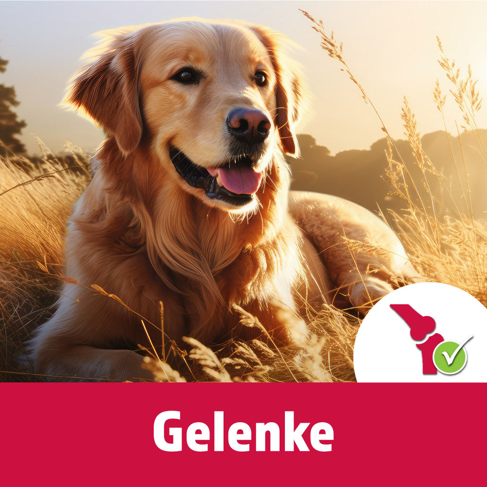 Gelenke und Knochen