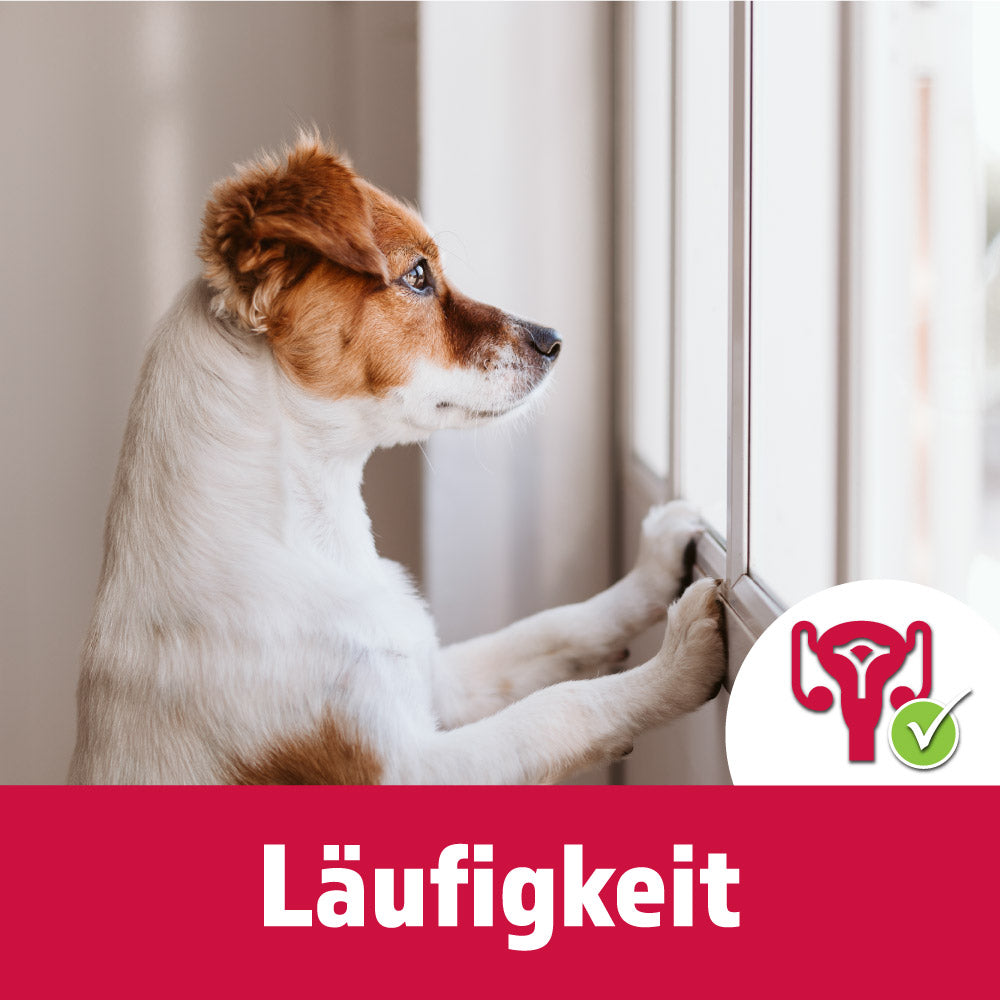 Läufigkeit