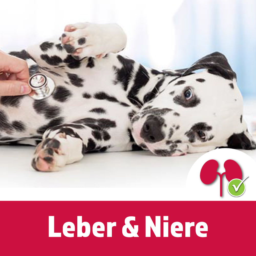 Leber & Niere