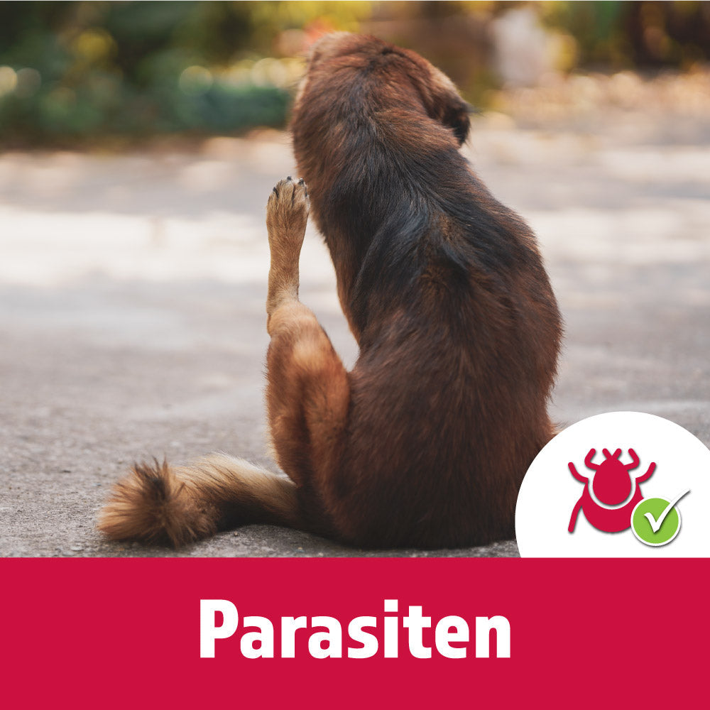 Parasiten