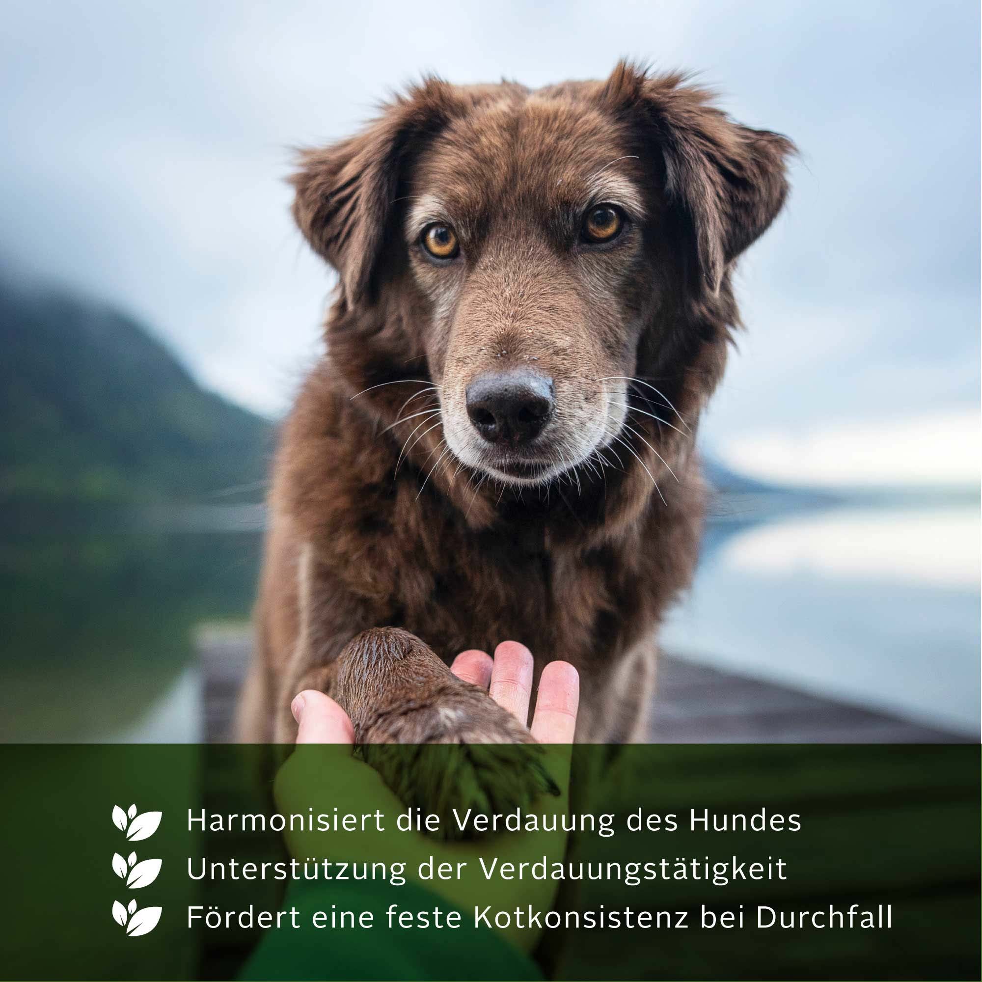 TJURE - Gastro Bundle | Tabs 250 g + 500ml Gastro Liquid  | Für den Gesunden Magen und Darm