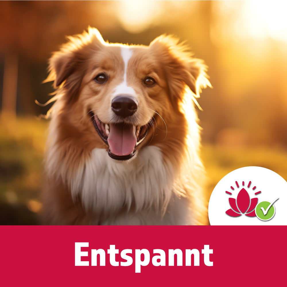 TJURE - Relax Bundle Tabs 250 g Liquid 500 ml | Natürliche Entspannung für deinen Hund